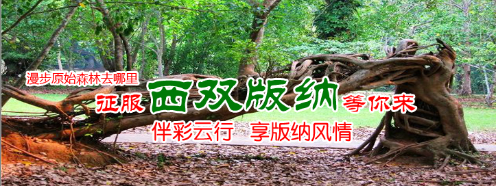 美麗的西雙版納，有沒有我的家