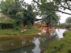 紅樹灣濕地公園